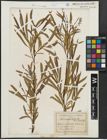 Foto von Salix argophylla Nutt.